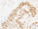 CSTF77 Antibody in Immunohistochemistry (Paraffin) (IHC (P))