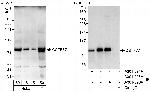 CSTF77 Antibody in Western Blot (WB)