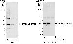 HMG20B/BRAF35 Polyclonal Antibody
