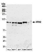 XRN2 Polyclonal Antibody