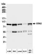 XRN2 Polyclonal Antibody