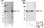 PDCD4 Antibody in Western Blot (WB)