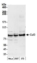 Cul3 Polyclonal Antibody