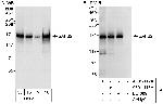 SAFB2 Antibody in Western Blot (WB)