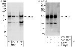 SAFB2 Polyclonal Antibody