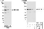 KIF22/KID Polyclonal Antibody