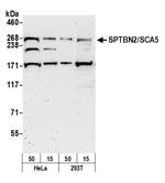 SPTBN2/SCA5 Polyclonal Antibody