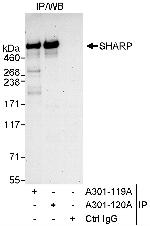 SHARP Polyclonal Antibody
