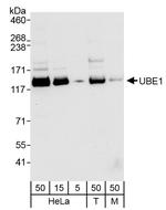 UBE1 Polyclonal Antibody