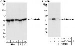 Calreticulin Polyclonal Antibody