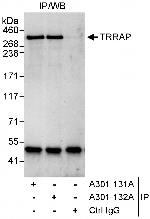 TRRAP Polyclonal Antibody