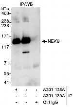 NEK9 Polyclonal Antibody