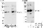 NEK9 Polyclonal Antibody