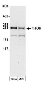 mTOR Polyclonal Antibody