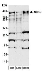 NCoR Polyclonal Antibody