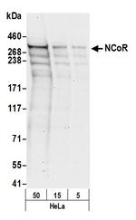 NCoR Polyclonal Antibody