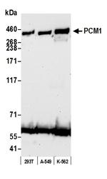 PCM1 Polyclonal Antibody