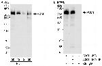 PCM1 Polyclonal Antibody