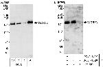 WDR33 Antibody in Western Blot (WB)