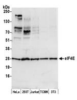eIF4E Polyclonal Antibody