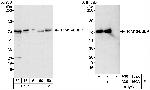 TRIM16/EBBP Polyclonal Antibody