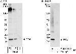 PC4 Antibody in Western Blot (WB)