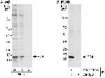 PC4 Antibody in Western Blot (WB)
