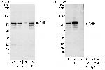 RMP Polyclonal Antibody