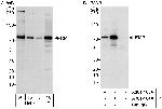 RMP Antibody in Western Blot (WB)