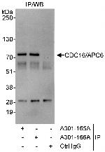 CDC16/APC6 Polyclonal Antibody