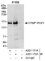 CTDP1/FCP1 Polyclonal Antibody