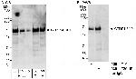 CTDP1/FCP1 Polyclonal Antibody