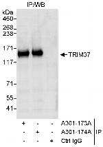 TRIM37 Polyclonal Antibody