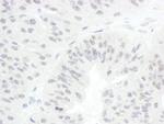 CDC20 Polyclonal Antibody