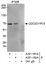 CDC23/APC8 Polyclonal Antibody