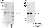 CDC27 Polyclonal Antibody