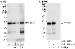 CDC27 Polyclonal Antibody