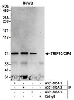 TRIP10/CIP4 Polyclonal Antibody