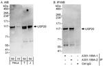 USP20/VDU2 Antibody in Western Blot (WB)