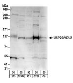 USP20/VDU2 Antibody in Western Blot (WB)