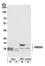 HMGN3 Antibody in Western Blot (WB)
