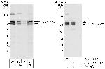 TRIM47/GOA Polyclonal Antibody