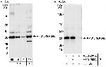 AktS1/PRAS40 Polyclonal Antibody