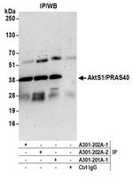AktS1/PRAS40 Polyclonal Antibody