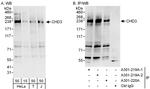 CHD3 Antibody in Western Blot (WB)