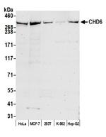 CHD6 Polyclonal Antibody