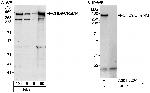 CHD9/CReMM Polyclonal Antibody