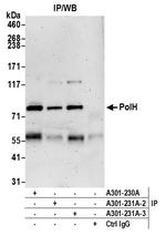 PolH Antibody in Immunoprecipitation (IP)
