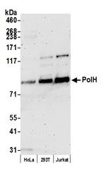 PolH Polyclonal Antibody
