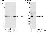 RBM13 Polyclonal Antibody